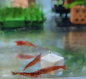 Preview: mineral cubes mix (30 pieces)